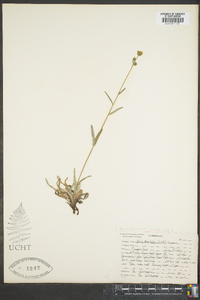 Anisocarpus madioides image