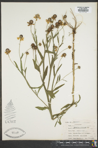 Helenium flexuosum image