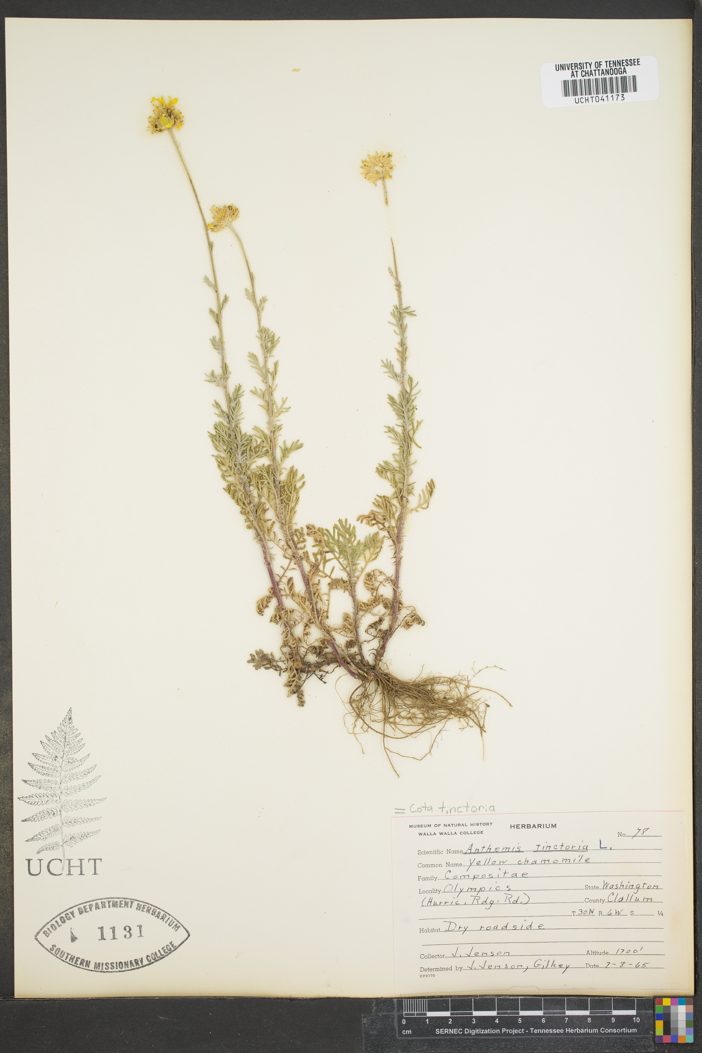 Cota tinctoria image