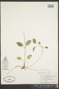 Coreopsis pubescens image