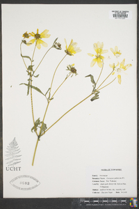 Coreopsis pubescens image