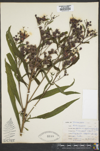 Vernonia noveboracensis image