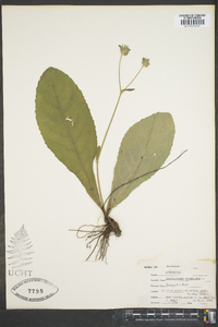 Elephantopus tomentosus image