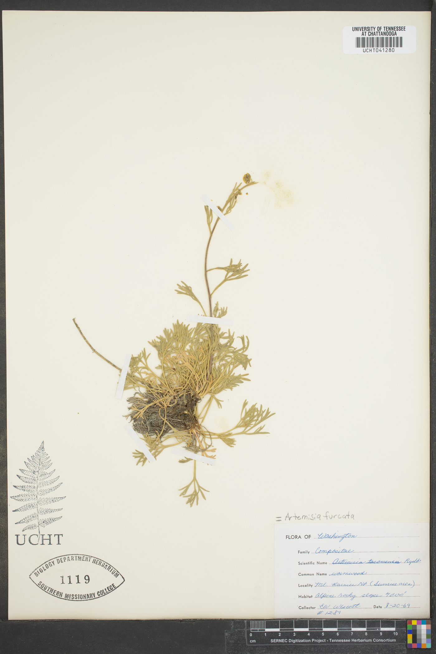 Artemisia furcata image