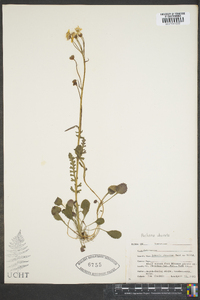 Packera obovata image