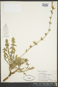 Cichorium intybus image