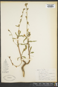 Cichorium intybus image