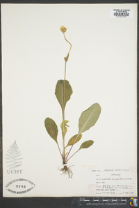 Krigia biflora image