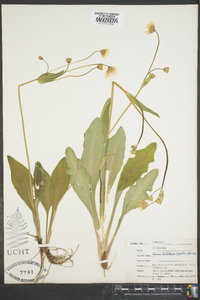 Krigia biflora image