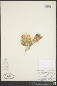 Cirsium foliosum image