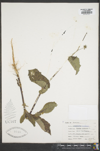 Sonchus oleraceus image