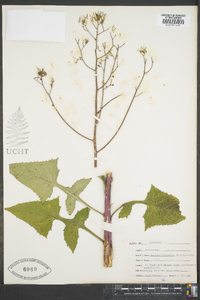 Lactuca floridana image