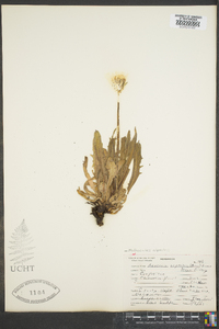 Nothocalais alpestris image