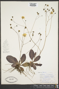 Hieracium venosum image