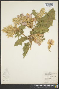 Acanthus pubescens image