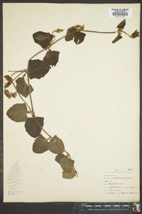 Thunbergia gregorii image