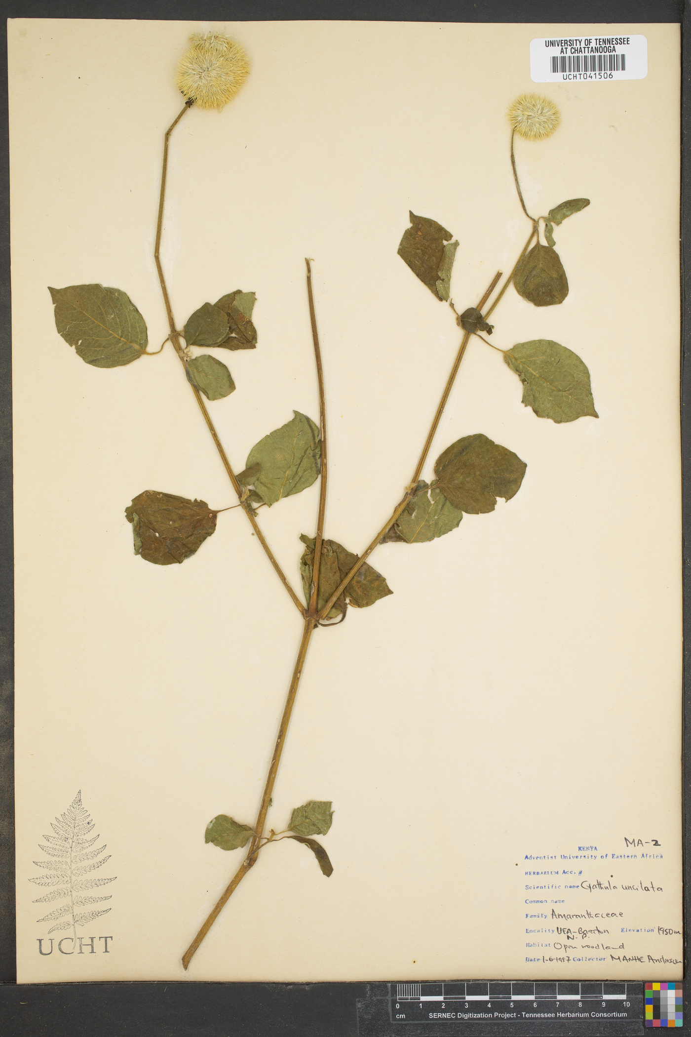 Cyathula uncinulata image