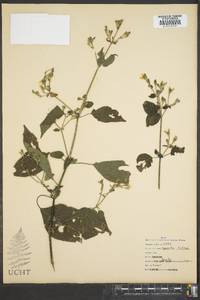 Hypoestes triflora image