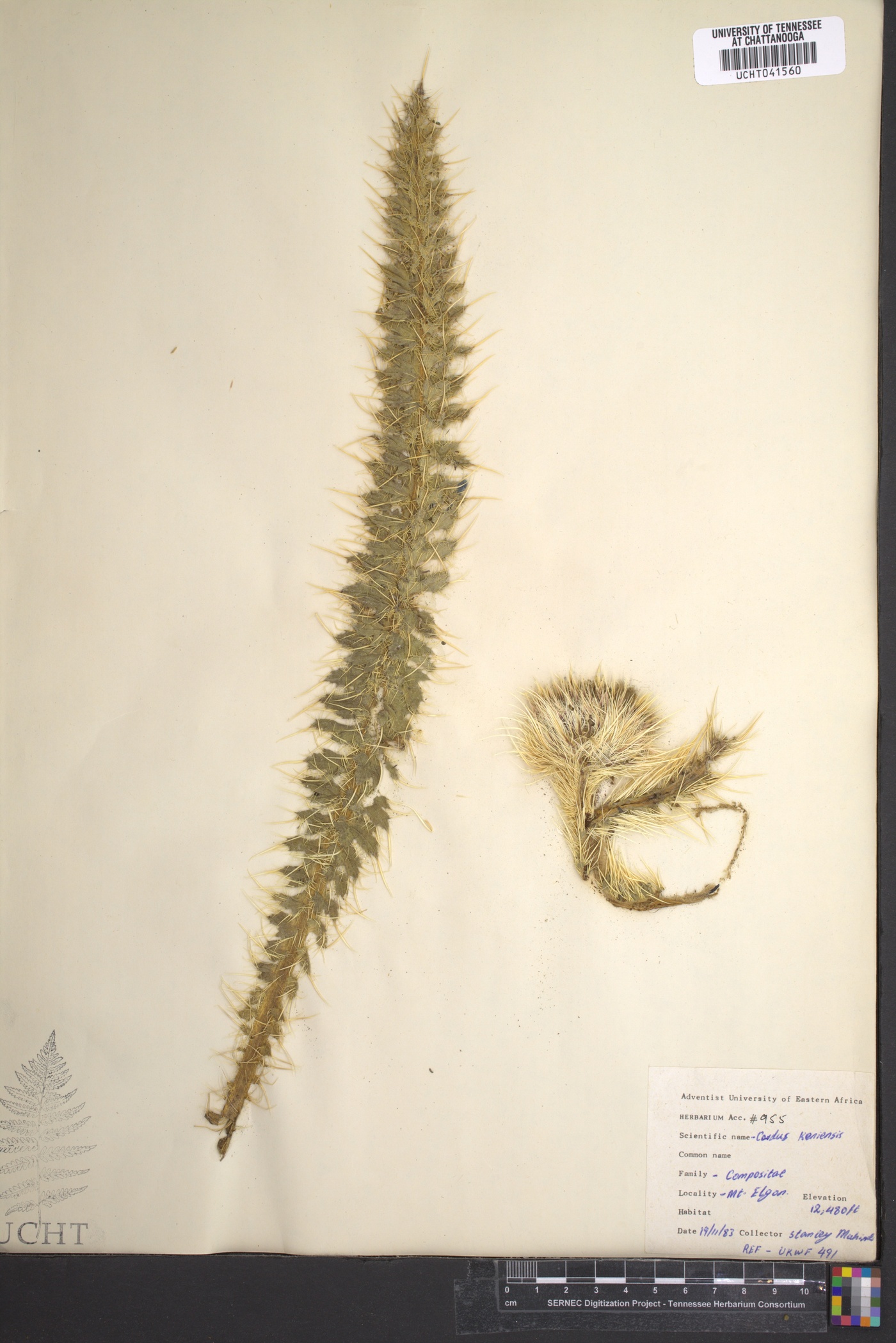 Carduus keniensis image