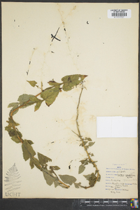 Lactuca graminifolia image