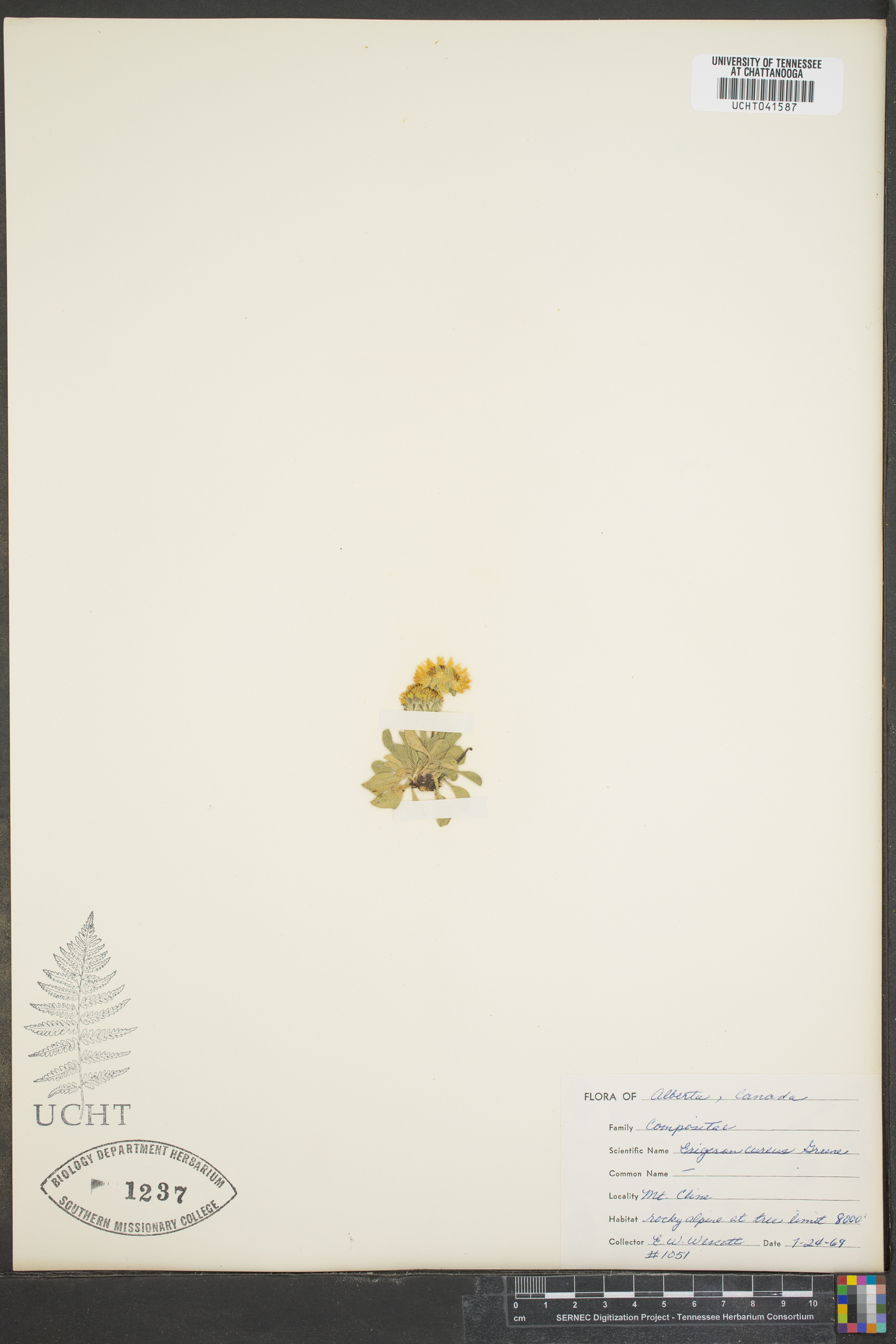 Erigeron aureus image