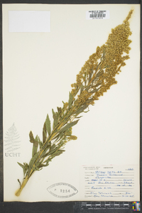 Solidago lepida image