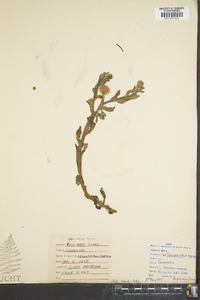 Image of Sphaeranthus suaveolens