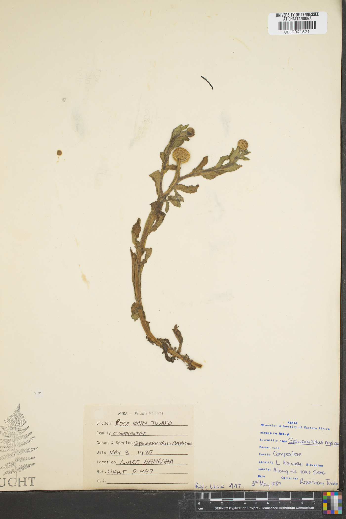 Sphaeranthus suaveolens image