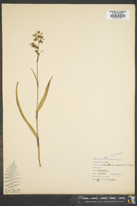 Murdannia simplex image