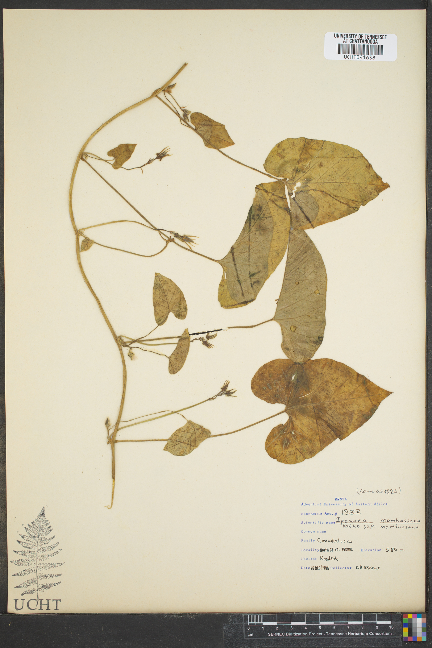 Ipomoea tenuifolia image