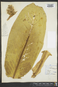 Packera streptanthifolia image