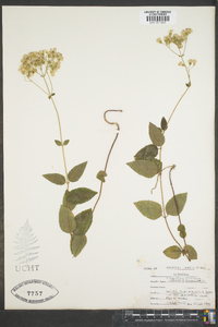 Ageratina aromatica image