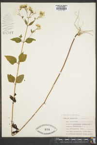 Ageratina aromatica image