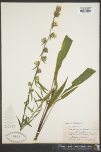 Liatris squarrosa image