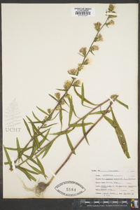 Liatris squarrosa image