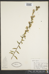 Liatris squarrosa image