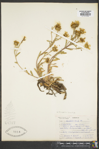 Grindelia hirsutula image