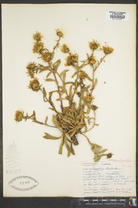 Grindelia hirsutula image