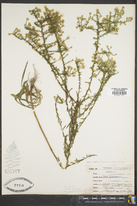 Symphyotrichum racemosum image