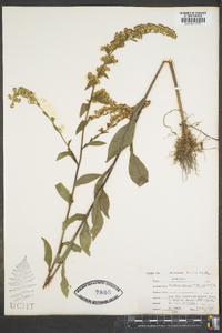 Solidago patula image