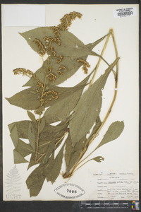 Solidago patula image