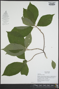 Clethra acuminata image