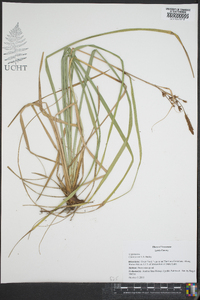 Carex joorii image