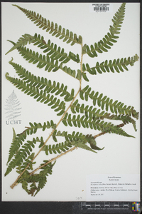 Dryopteris celsa image