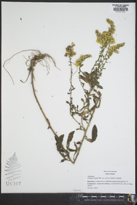 Solidago rugosa subsp. aspera image