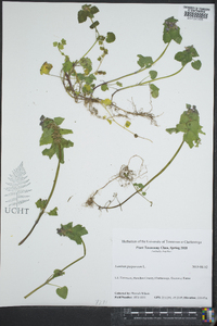 Lamium purpureum image