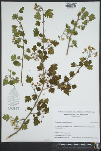 Crataegus marshallii image