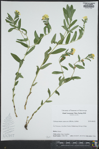 Lithospermum canescens image