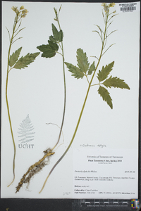 Cardamine diphylla image