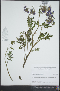 Phacelia bipinnatifida image